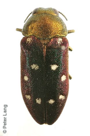 Pachycisseis bicolor, DAY163, KI, 9.8 × 4.0 mm